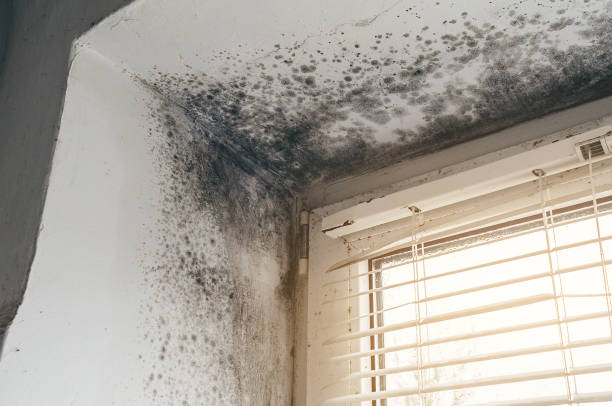 Affordable Black Mold Remediation solutions in Allensville, PA