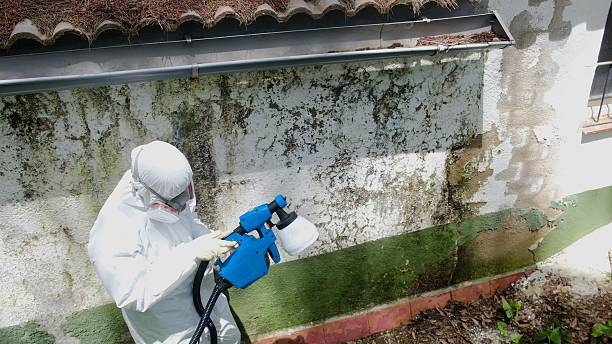 Top rated local Black Mold Remediation specialists in Allensville, PA